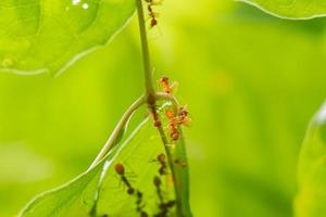 colonie de fourmis qui aident à construire un nid. les fourmis se bouchent. photo