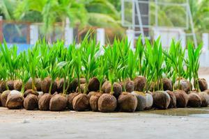 les semis des cocotiers qui sont soigneusement disposés après avoir été retirés de la parcelle. petit cocotier. photo