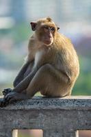 un singe assis attendant la nourriture des touristes photo