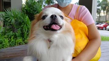 Chihuahua marron et blanc sur la jambe des femmes se sentant heureuses photo