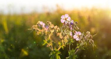 champ de fleurs violettes sauvages dans l'herbe au soleil. printemps, été, écologie, nature rurale, authenticité, noyau de chalet. copie espace