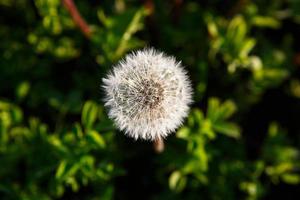 un pissenlit dans l'herbe est éclairé par un rayon de soleil. été, printemps, écologie, naturalité, authenticité, joies simples photo