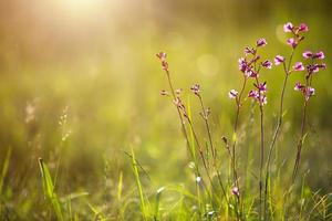 champ de fleurs violettes sauvages dans l'herbe au soleil. printemps, été, écologie, nature rurale, authenticité, noyau de chalet. copie espace