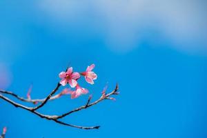 sakura ou fond de fleur de cerisier photo