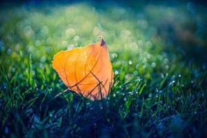 beau paysage d'automne avec une feuille d'érable jaune en gros plan. feuillage d'automne coloré dans le parc. feuilles d'automne macro, rayons fond naturel abstrait photo