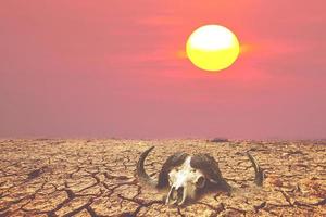 crânes d'animaux qui meurent de déshydratation et de sécheresse. notion de sécheresse. le concept de sécheresse, de réchauffement climatique et d'environnement. photo