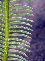 les feuilles composées pennées de la plante cycas siamensis avec des gouttelettes d'eau photo