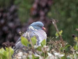 Pigeon ramier se reposant dans une haie photo