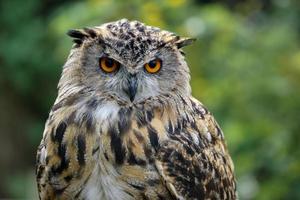 portrait de hibou grand-duc photo