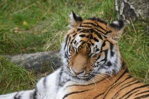 tigre de sibérie ou tigre de l'amour couché dans l'herbe photo