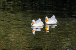 canards blancs nageant sur le lac hedgecourt près de east grinstead photo
