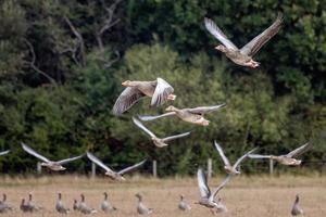 Oies cendrées survolant un champ de blé récemment récolté photo