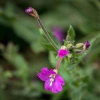 grande épilobe vibrante en pleine floraison photo