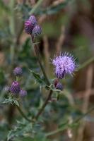 Floraison chardon rampant dans les vallées du Yorkshire photo