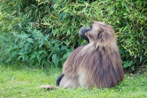 babouin gelada assis sur l'herbe photo