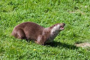 loutre eurasienne dans son habitat naturel photo