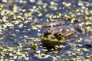 grenouille des marais parmi les mauvaises herbes de l'étang photo