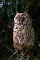 hibou grand-duc photo