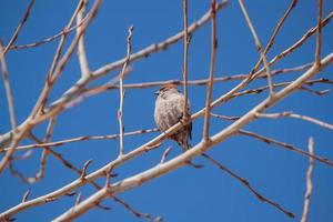 petit oiseau est assis sur les branches au début du printemps. photo