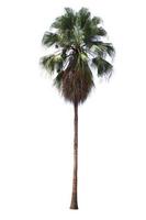 palmier isolé sur fond blanc. photo