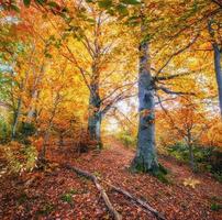 chemin forestier en automne photo