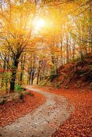 chemin forestier en automne photo