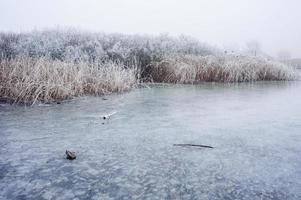 Lac de lande gelé en hiver photo