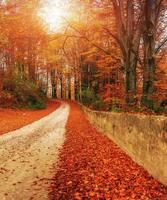 paysage d'automne pittoresque photo