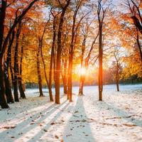 forêt avec la première neige d'hiver photo