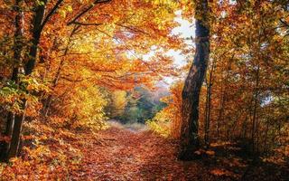 paysage d'automne pittoresque photo