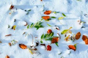 feuilles jaunes sur la neige photo