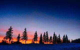 arbres de paysage d'hiver dans le gel photo