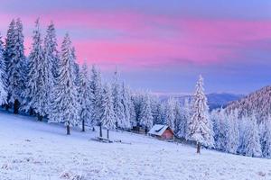 arbres de paysage d'hiver dans le gel photo