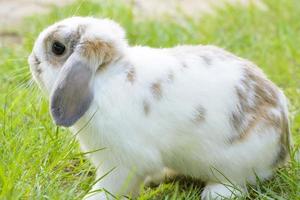 les lapins sont de petits mammifères. lapin est un nom familier pour un lapin. photo