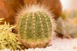 le cactus est une plante qui se trouve dans le désert. c'est une déshydratation perannuelle. par conséquent, il peut être placé dans le désert. photo