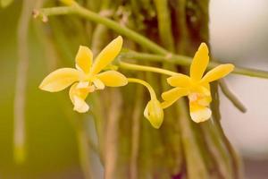 phalaenopsis cornu-cervi est une espèce d'orchidée présente de l'indochine à la malésie occidentale et aux philippines. photo