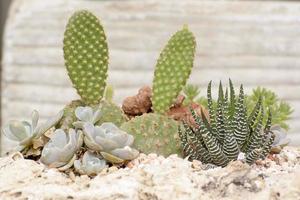 le cactus est une plante qui se trouve dans le désert. c'est une déshydratation perannuelle. par conséquent, il peut être placé dans le désert. photo