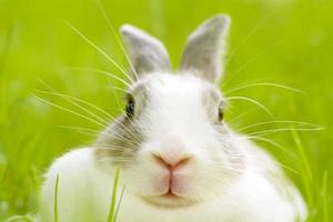 les lapins sont de petits mammifères. lapin est un nom familier pour un lapin. photo