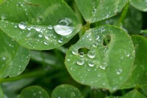 gouttes de pluie sur les feuilles de trèfle photo