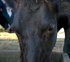 belle vache qui boit de l'eau pendant une chaude journée d'été dans une ferme photo