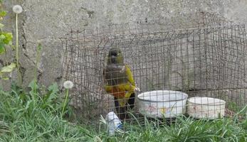 perroquet multicolore dans une cage photo