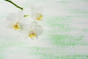 Branche d'orchidées phalaenopsis blanches photo
