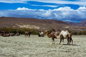 chameaux dans le paysage steppique photo