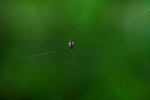 une araignée au centre de la toile sur fond vert photo