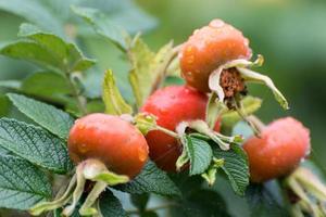 églantier cultivé sous la pluie photo