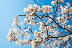 cerisiers roses en fleurs colorées sakura avec un ciel bleu clair pendant la saison du printemps à kyoto, japon photo