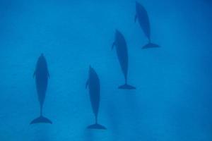 quatre dauphins dans la mer bleue photo