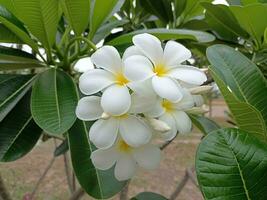 photo de fleurs de frangipanier blanc