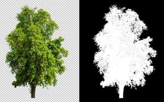 arbre découpé à partir de l'arrière-plan d'origine, image d'arrière-plan transparente avec chemin de détourage et canal alpha pour pinceau photo