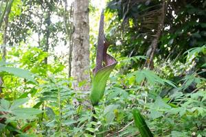 le rare amorphophallus titanum, communément appelé la fleur du cadavre, pousse à l'état sauvage dans les forêts de bornéo photo